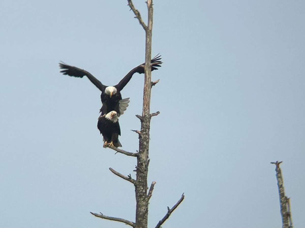 Bald Eagle - ML631780084