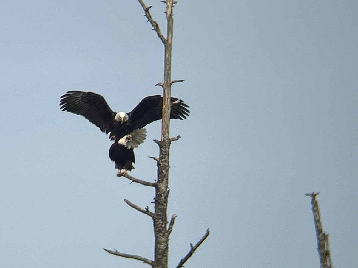 Bald Eagle - ML631780085