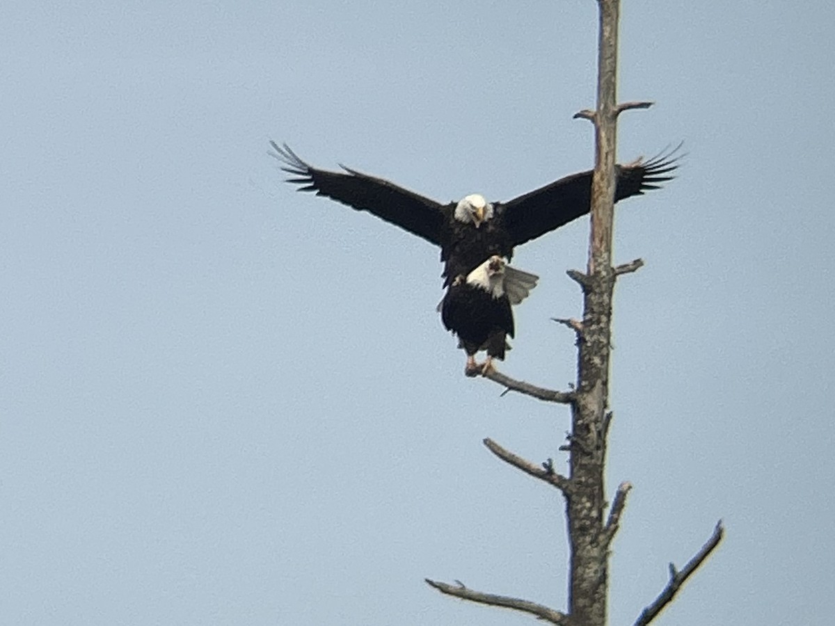 Bald Eagle - ML631780086