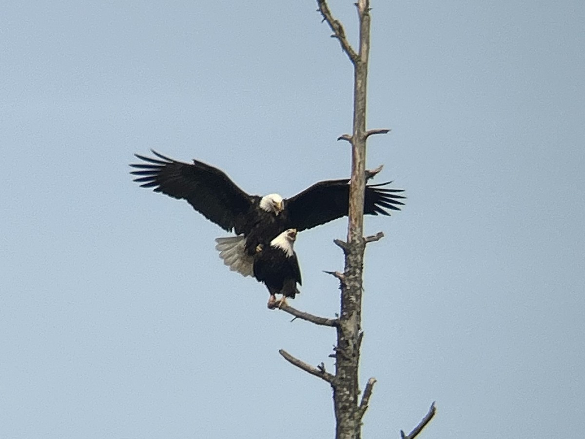 Bald Eagle - ML631780087