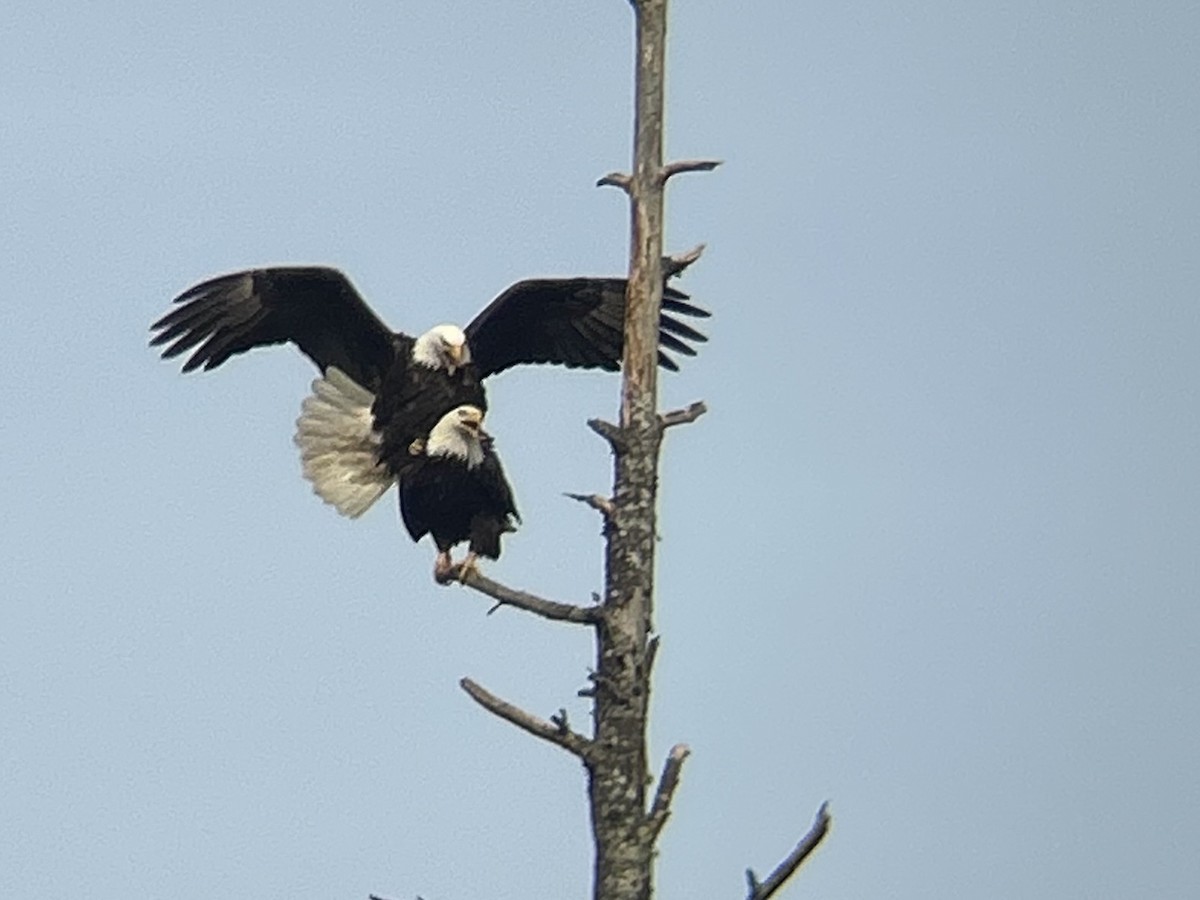 Bald Eagle - ML631780088
