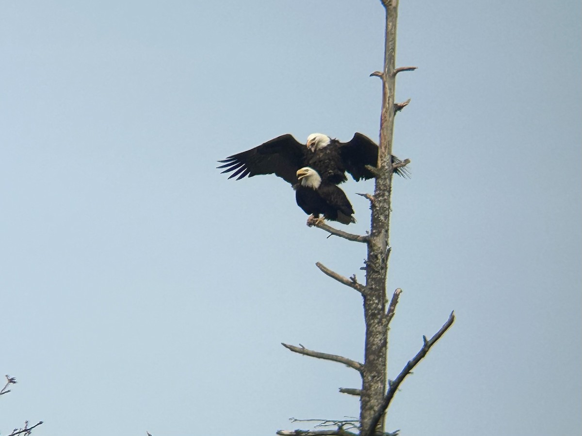 Bald Eagle - ML631780089