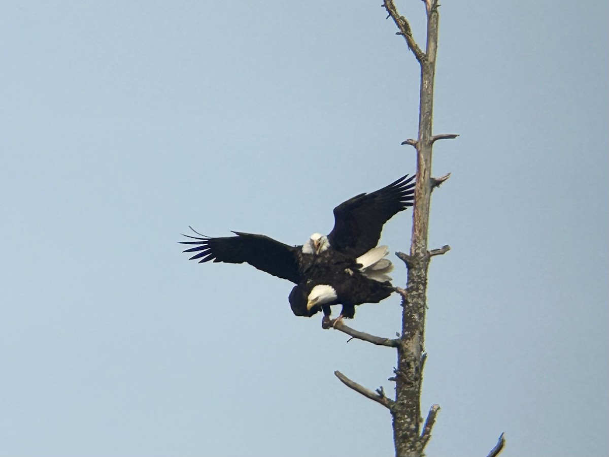 Bald Eagle - ML631780090