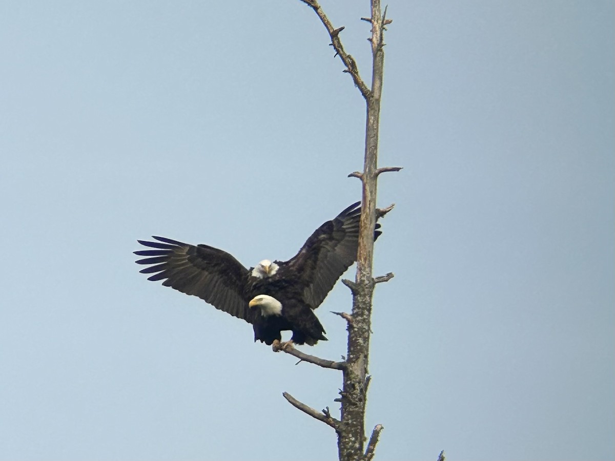 Bald Eagle - ML631780091