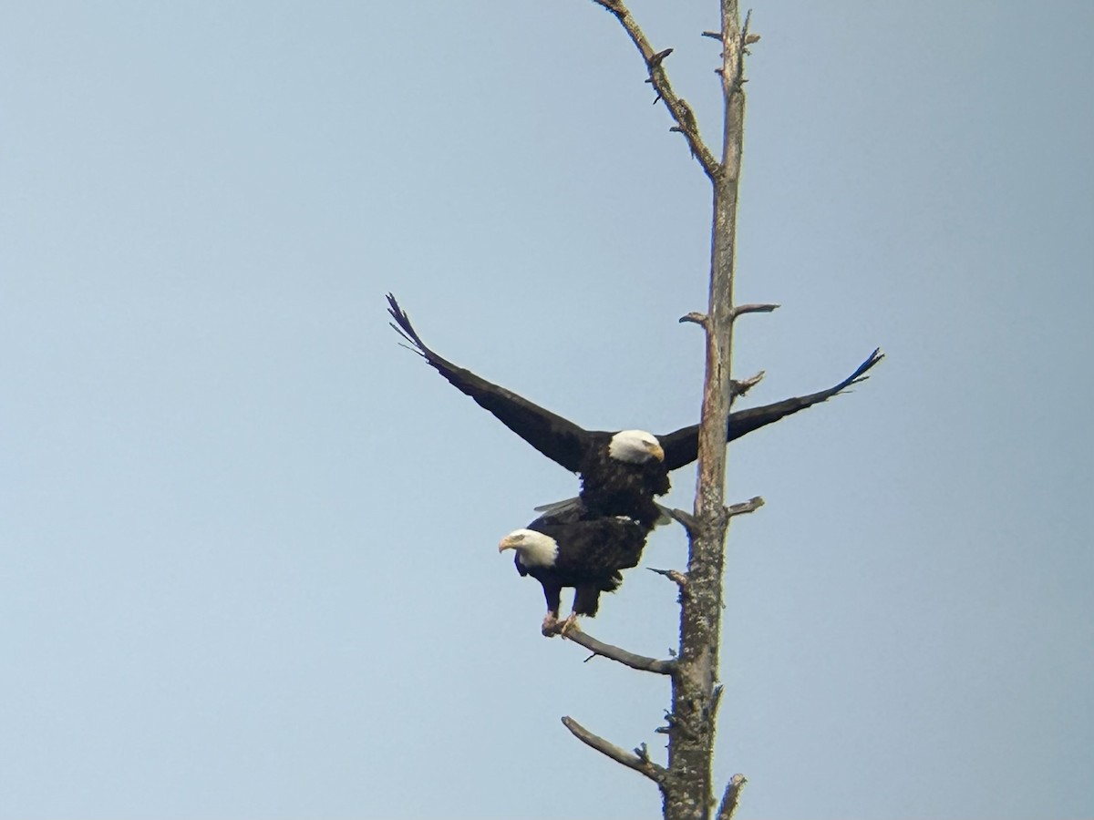 Bald Eagle - ML631780092