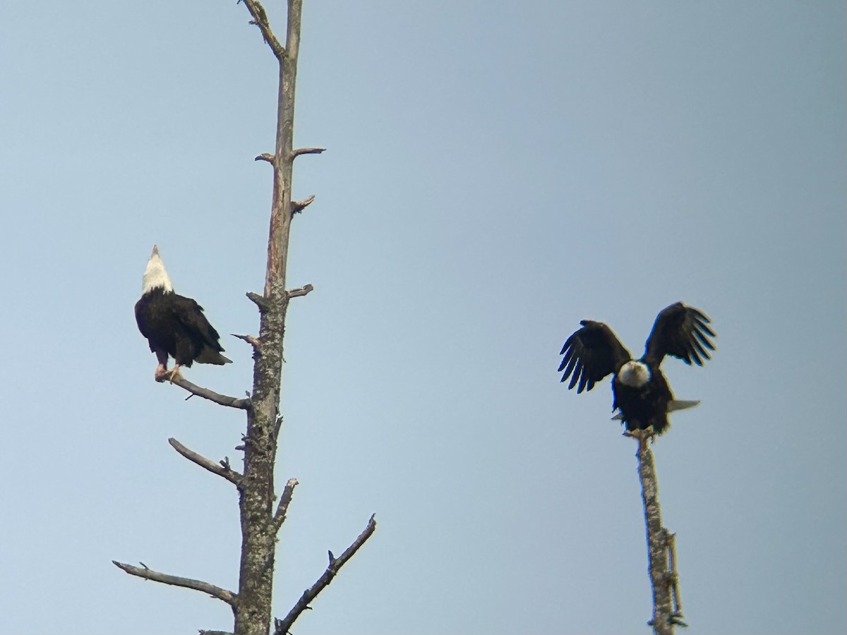 Bald Eagle - ML631780093