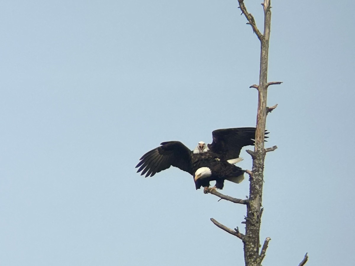 Bald Eagle - ML631780094