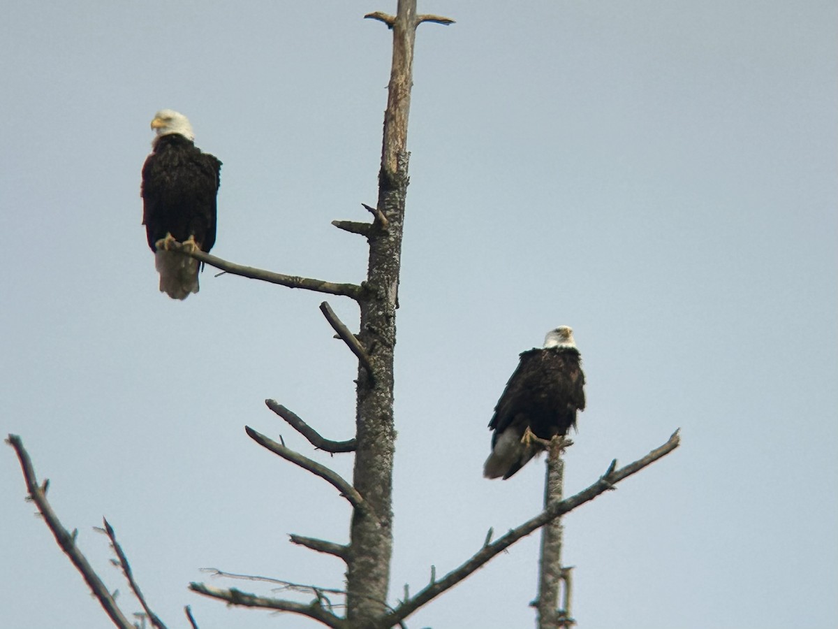Bald Eagle - ML631780095