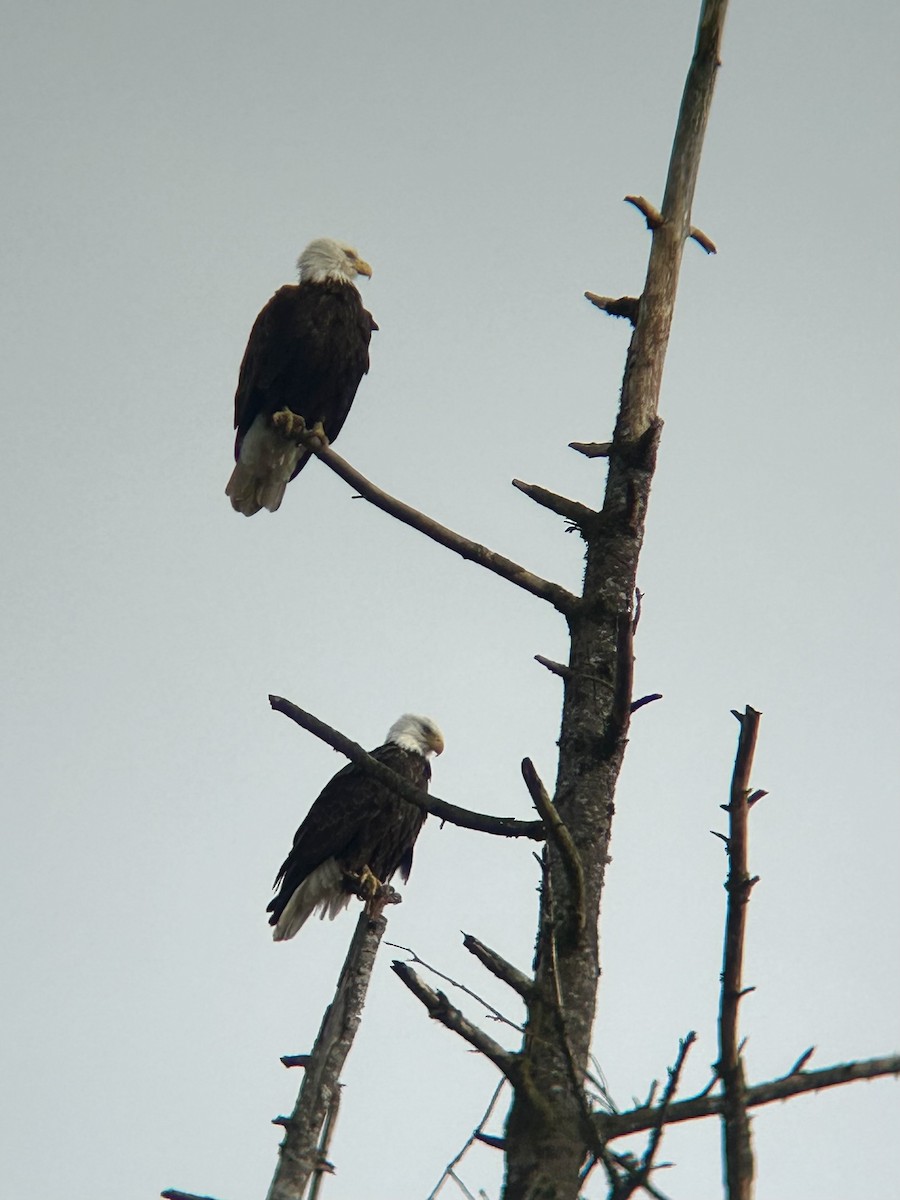 Bald Eagle - ML631780096