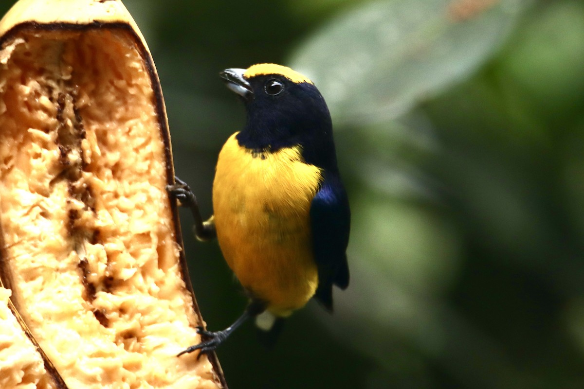 Orange-bellied Euphonia - ML631780120