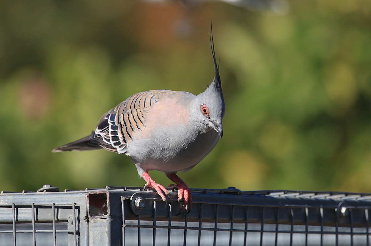 Crested Pigeon - ML631780168