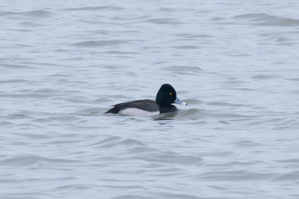 Ring-necked Duck x Lesser Scaup (hybrid) - Sean Williams