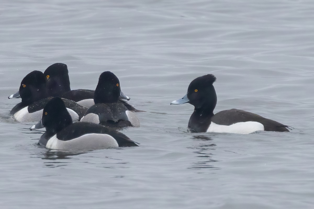 Tufted Duck x Lesser Scaup (hybrid) - Sean Williams