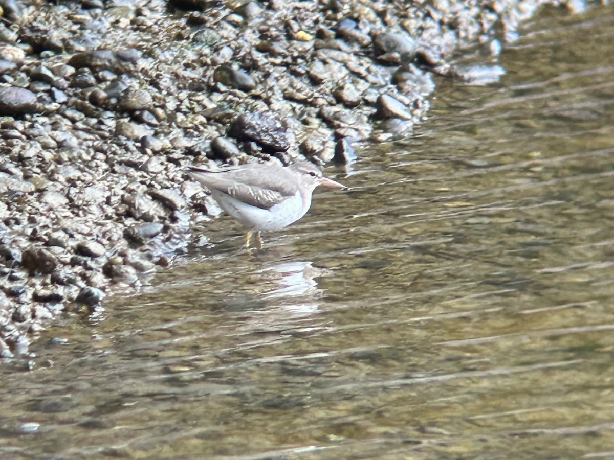 Spotted Sandpiper - ML631780285
