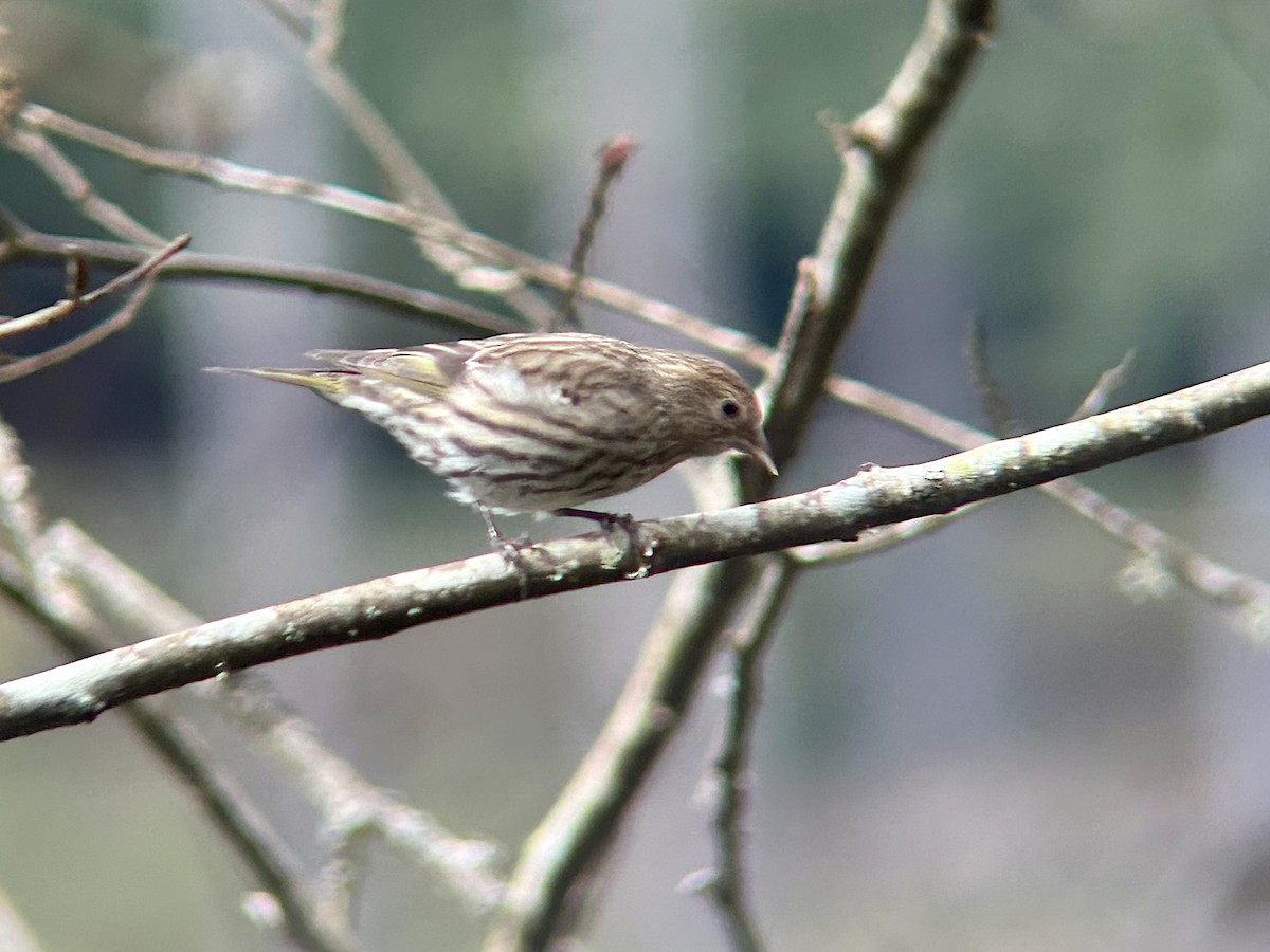 Pine Siskin - ML631780302