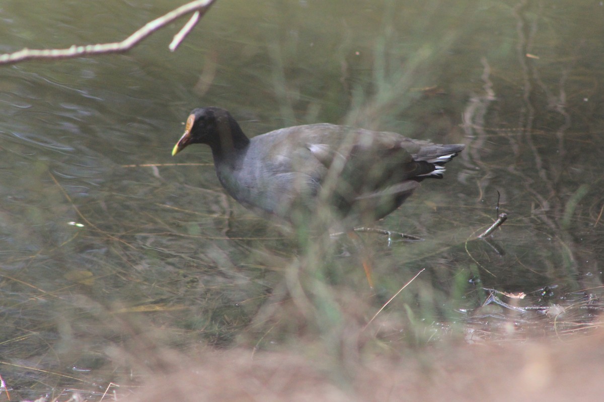 Dusky Moorhen - ML631780372