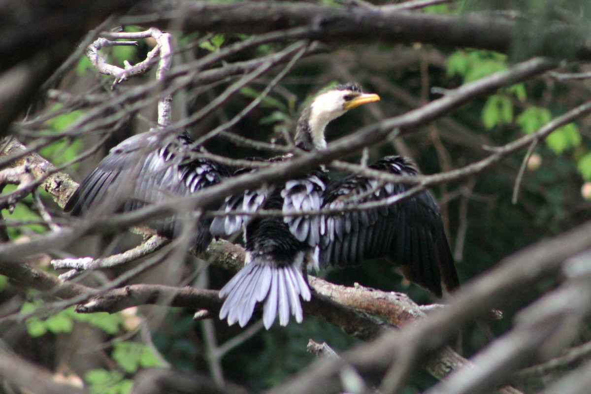 Little Pied Cormorant - ML631780377