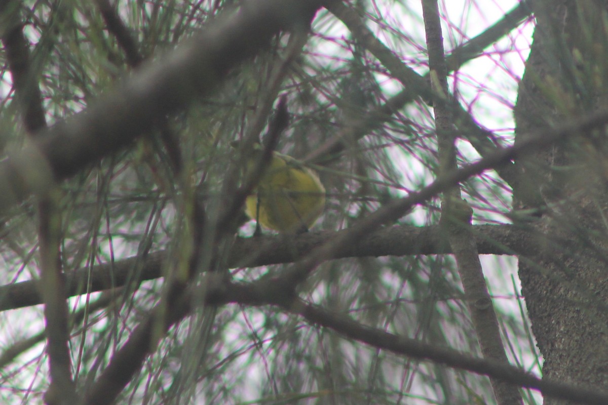 Yellow Thornbill - ML631780388