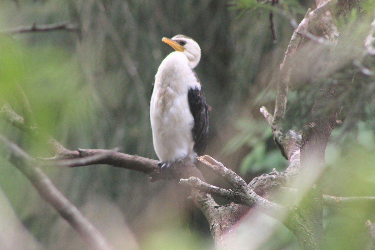 Little Pied Cormorant - ML631780394