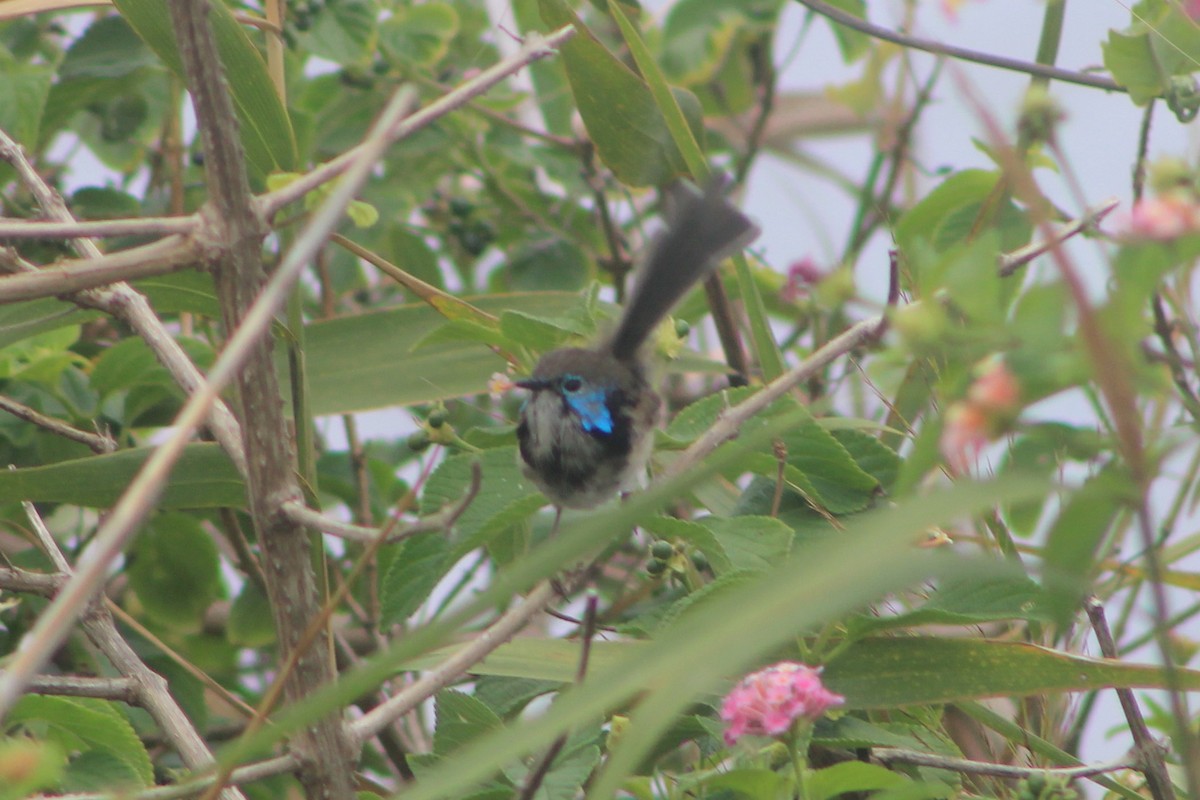 Variegated Fairywren - ML631780408