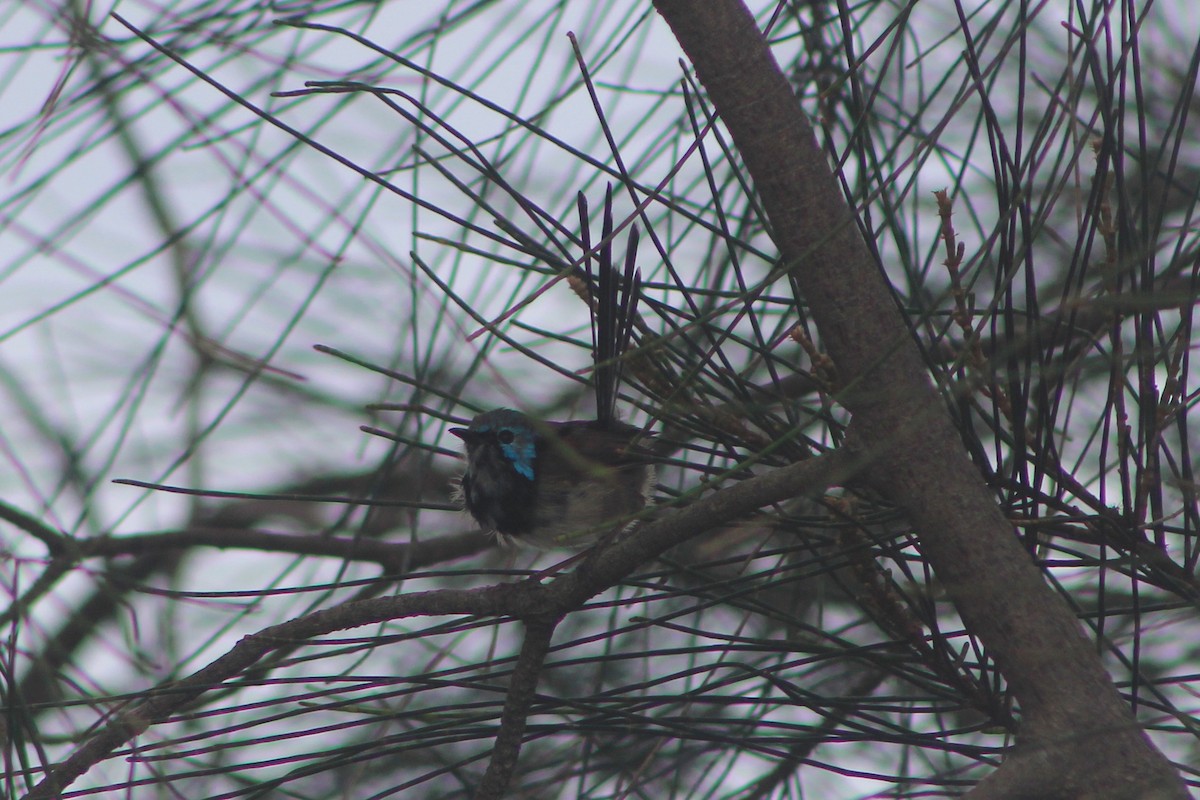 Variegated Fairywren - ML631780409