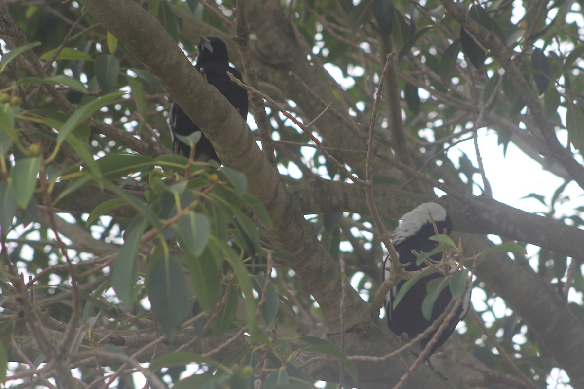 Australian Magpie - ML631780412