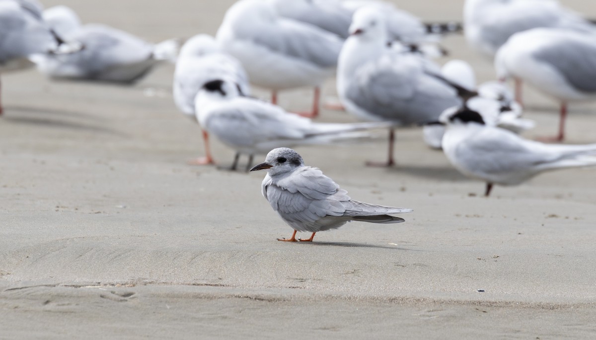 Black-fronted Tern - ML631780416