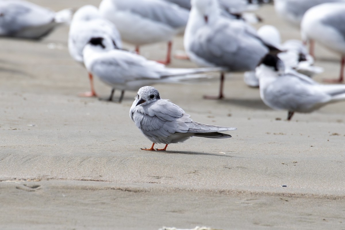 Black-fronted Tern - ML631780417