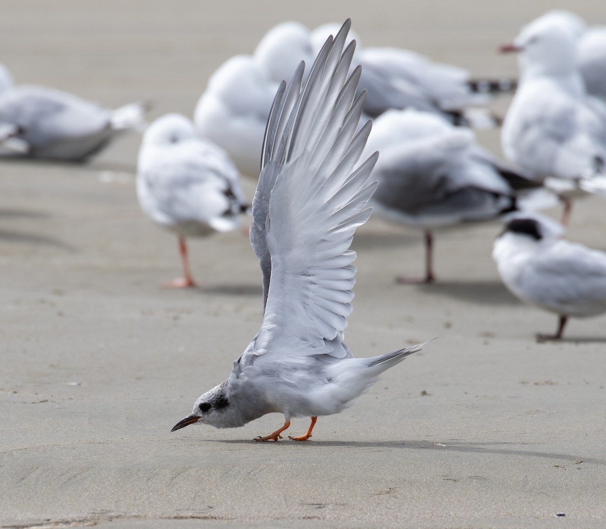 Black-fronted Tern - ML631780418