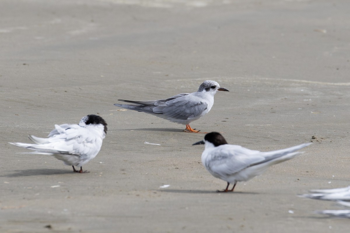 Black-fronted Tern - ML631780419