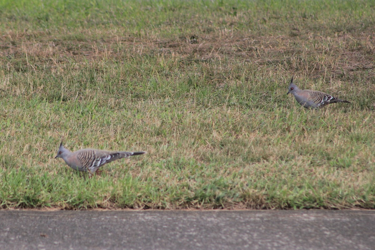 Crested Pigeon - ML631780420