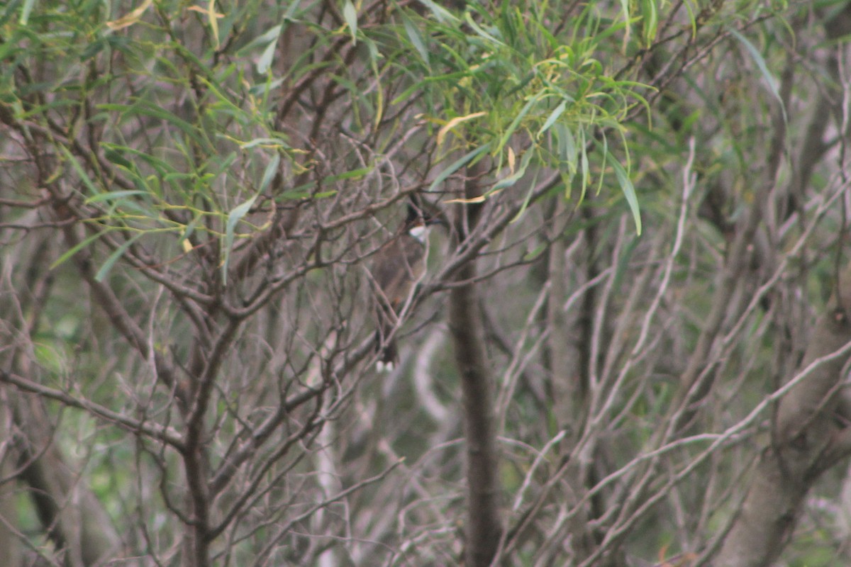 Red-whiskered Bulbul - ML631780519