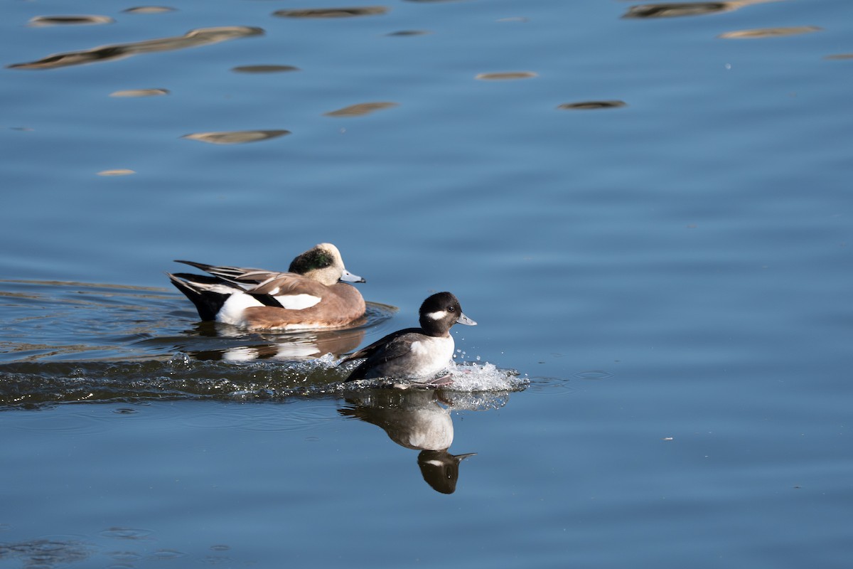 Bufflehead - ML631780521