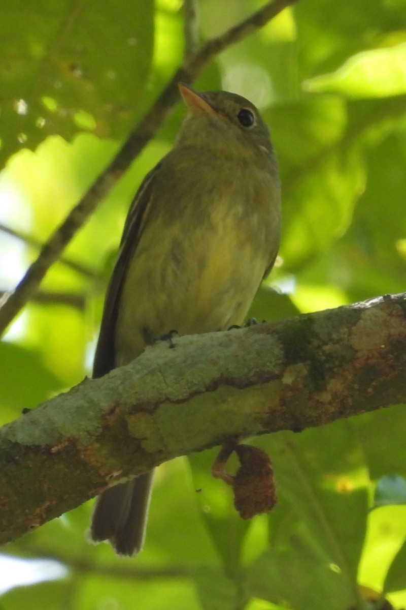 Yellow-bellied Flycatcher - ML631780536