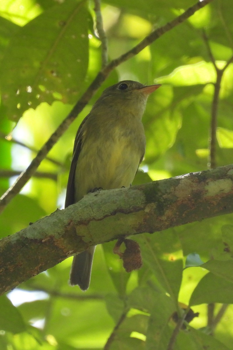 Yellow-bellied Flycatcher - ML631780537