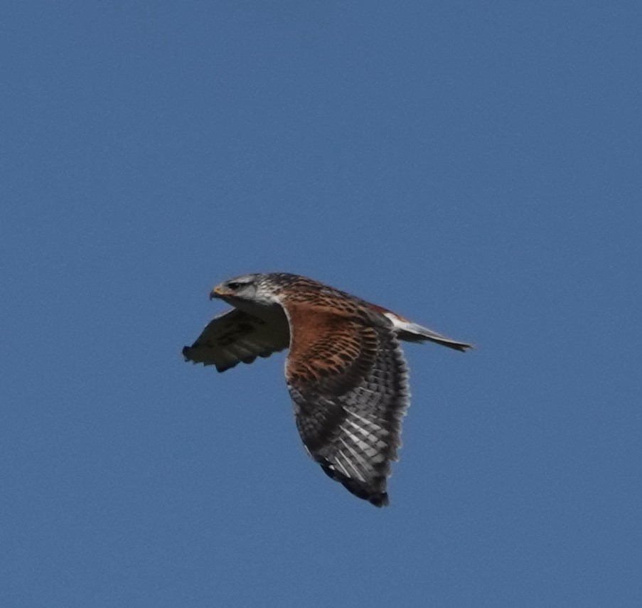 Ferruginous Hawk - ML631780677