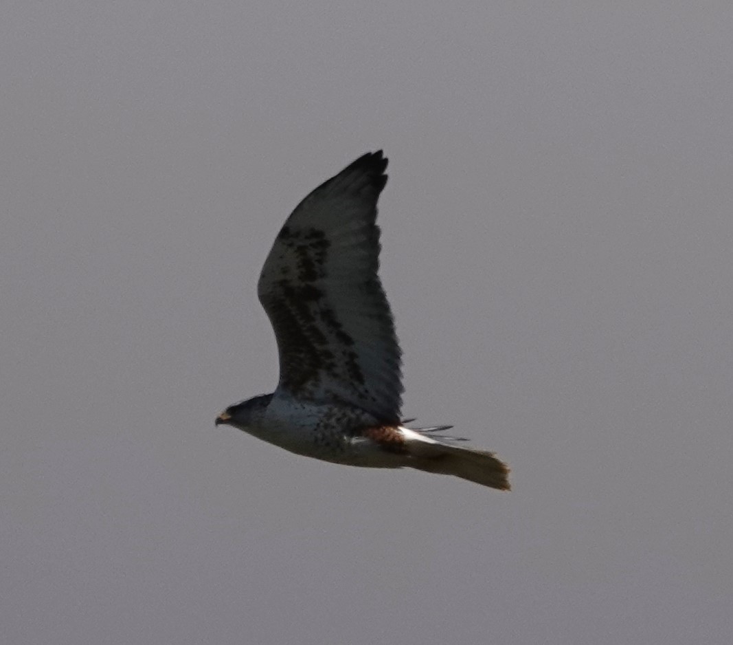 Ferruginous Hawk - ML631780678