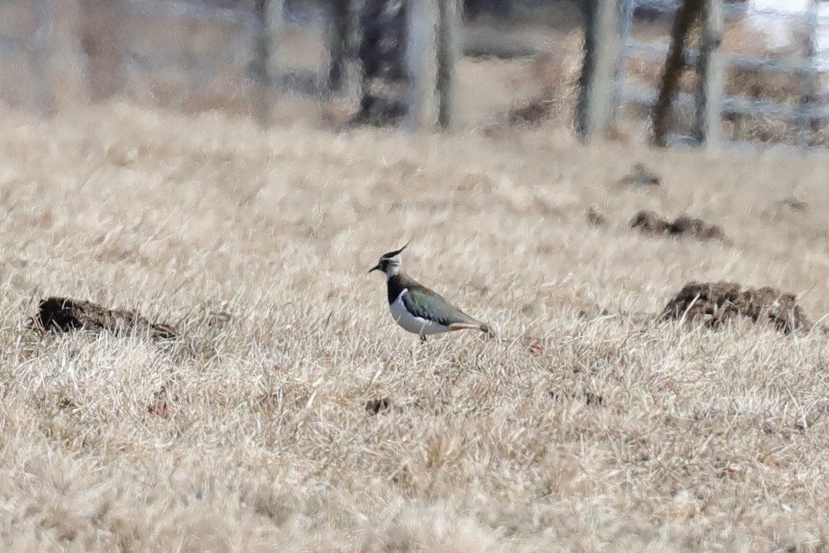 Northern Lapwing - ML631780854