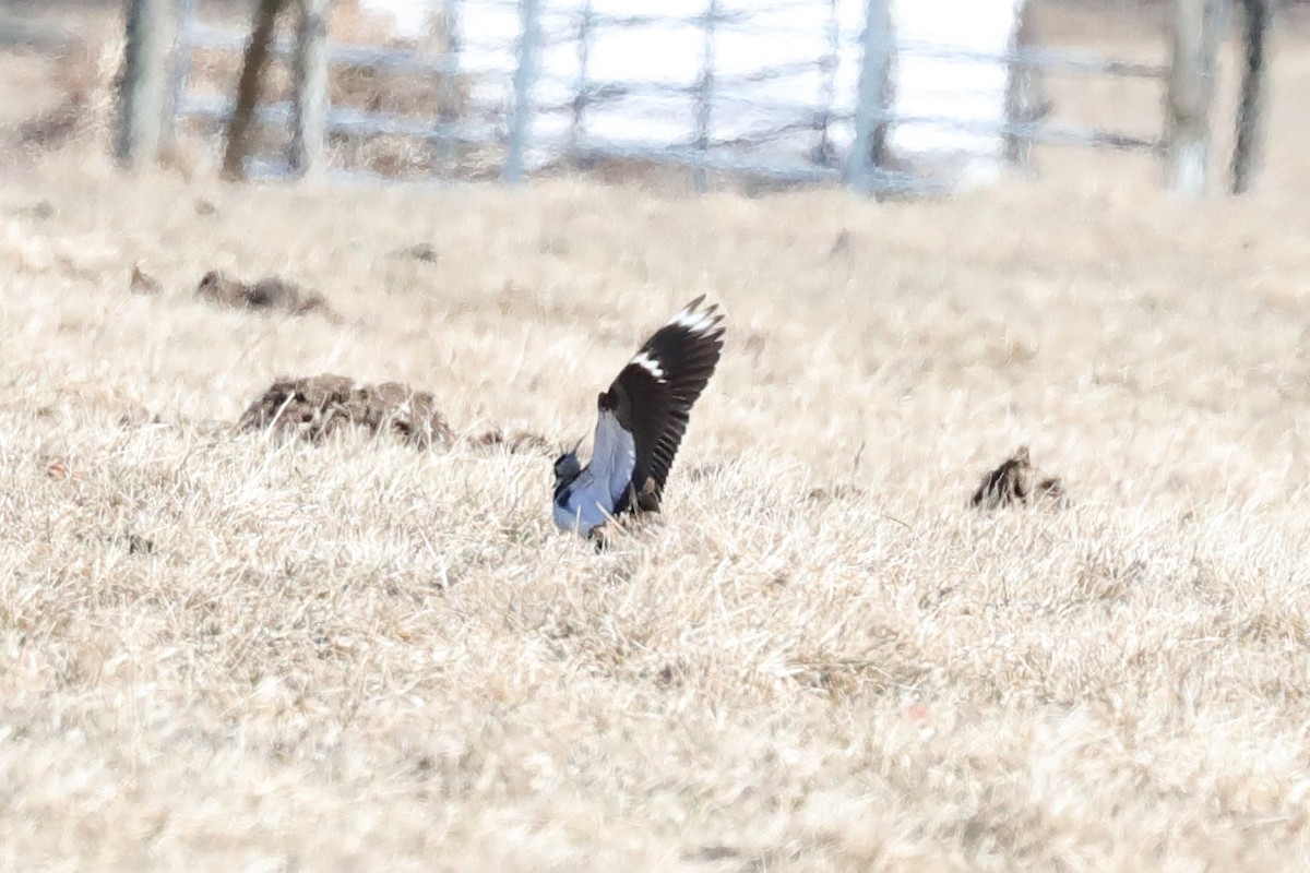 Northern Lapwing - ML631780855