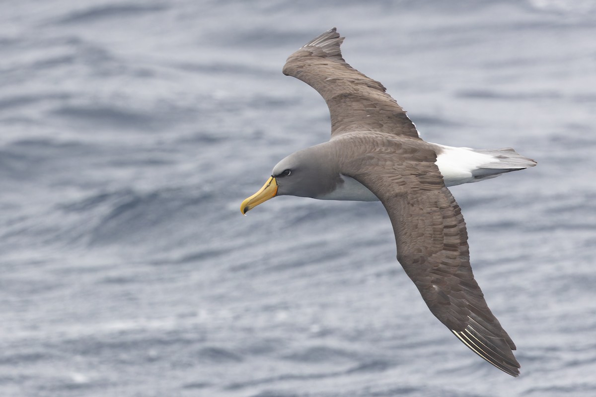 Chatham Albatross - ML631780857