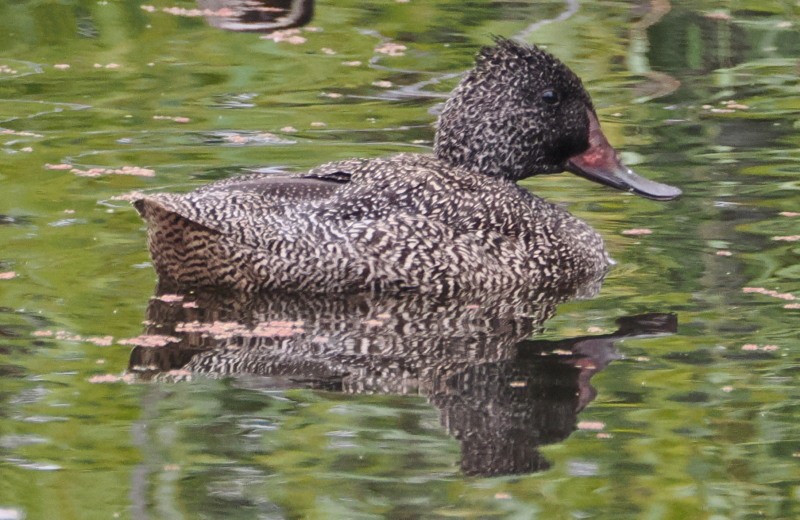 Stictonette tachetée - ML631780883