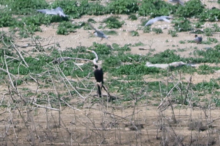 Oriental Darter - ML631781045