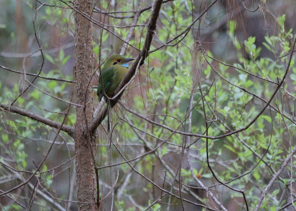 Blue-throated Motmot - ML631781058