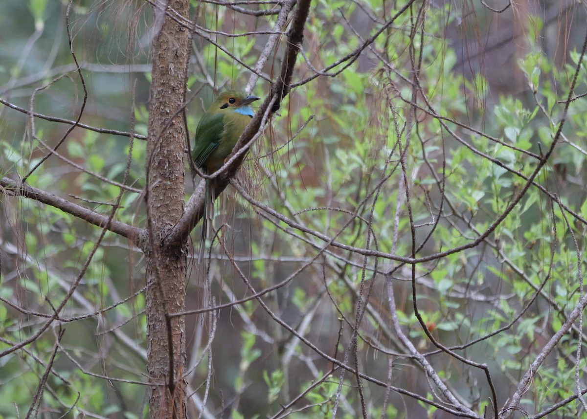 Blue-throated Motmot - ML631781061