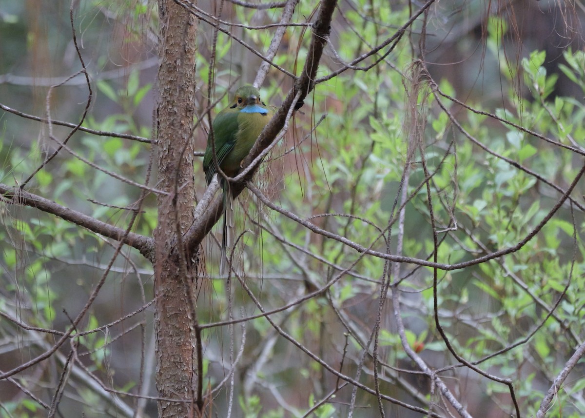 Blue-throated Motmot - ML631781062