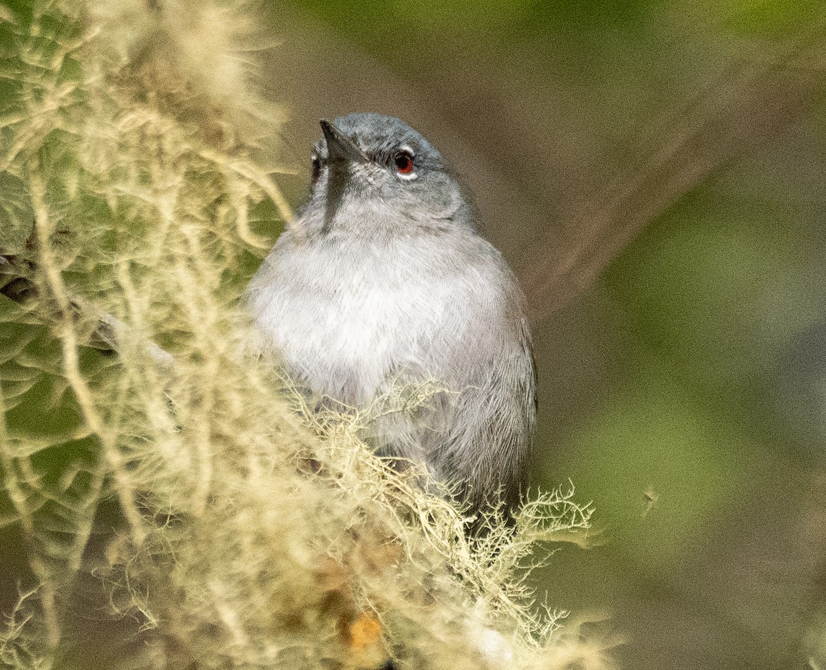 Green-tailed Warbler - ML631781102