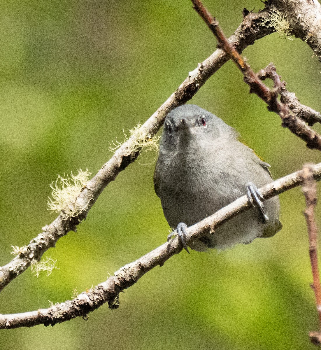Green-tailed Warbler - ML631781103