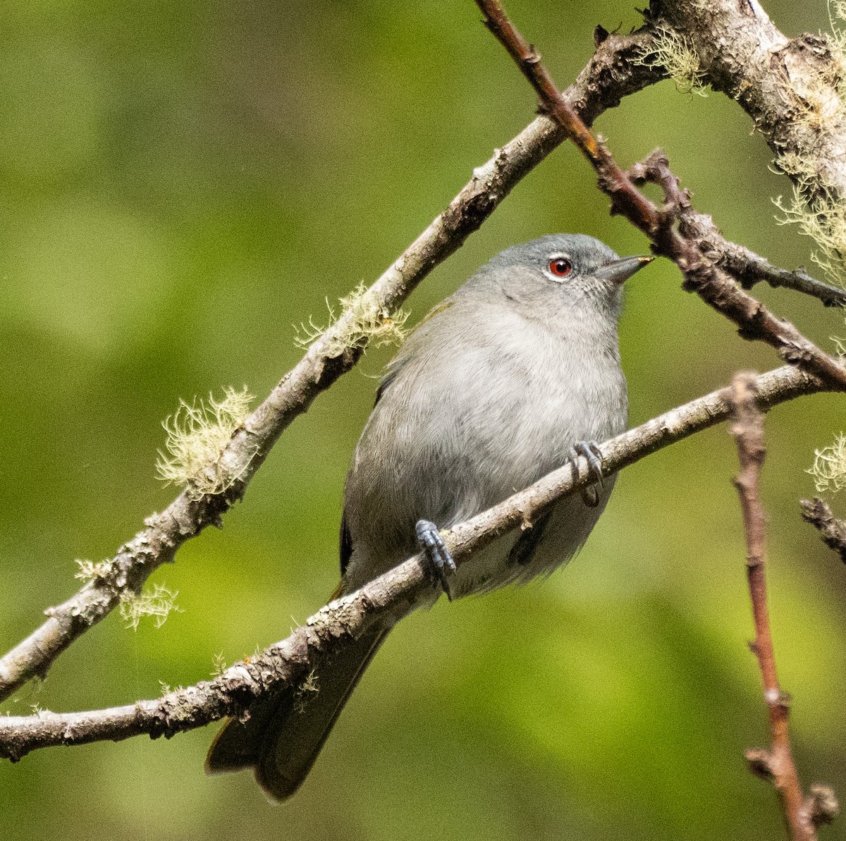 Green-tailed Warbler - ML631781104