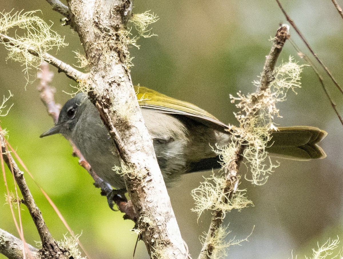 Green-tailed Warbler - ML631781105