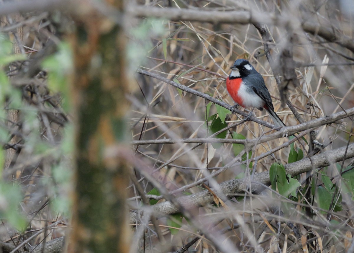 Red-breasted Chat - ML631781106